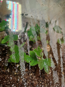 Fig Cuttings / Box Method