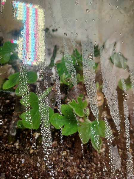 Fig Cuttings / Box Method