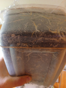 Fig Cuttings / Box Method