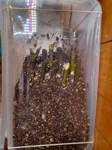 Fig Cuttings / Box Method