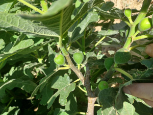Chigaco Hardy Figs / July 14 2024