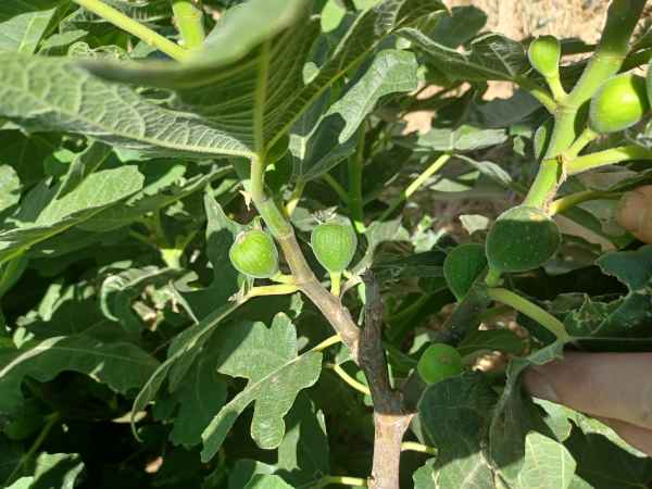 Chigaco Hardy Figs / July 14 2024