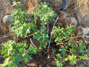 Chicago Hardy Fig Tree / May 20