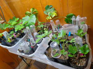 Fig Cuttings