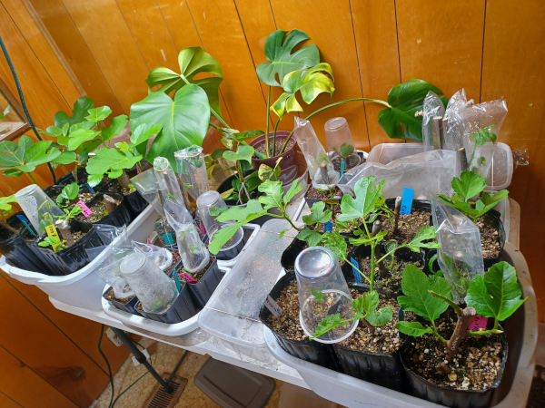 Fig Cuttings