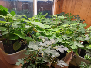 Fig Cuttings