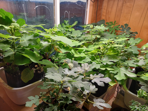 Fig Cuttings