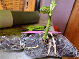 Fig Flip