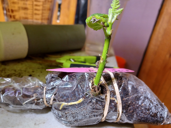 Fig Flip