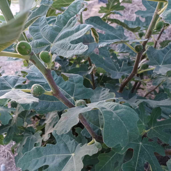 Milton Fig Tree