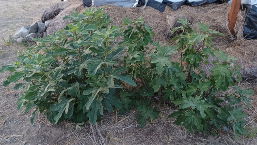 Fig Trees