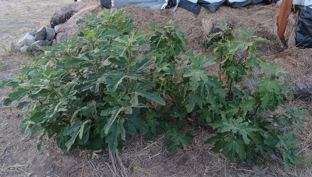 Fig Trees