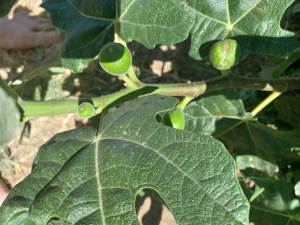 Milton Figs / July 14 2024