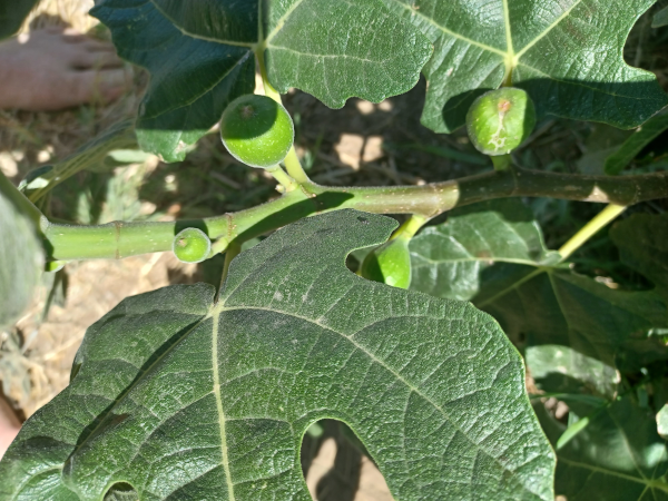 Milton Figs / July 14 2024