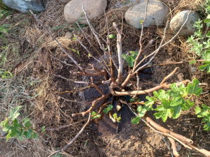Milton Fig Tree / May 20