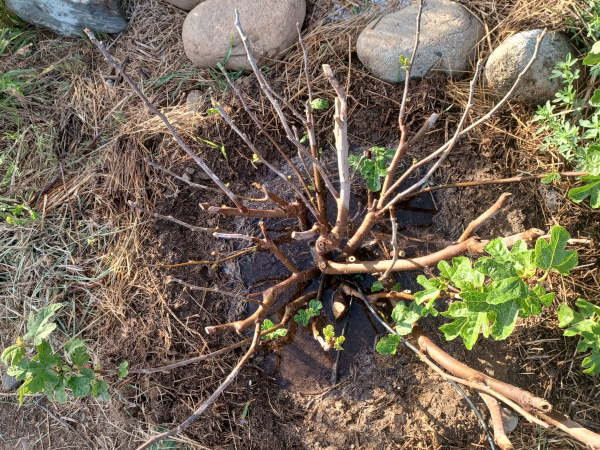Milton Fig Tree / May 20