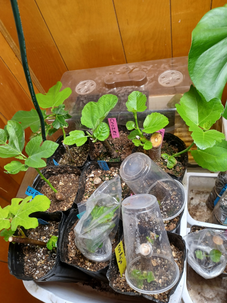 Fig Cuttings