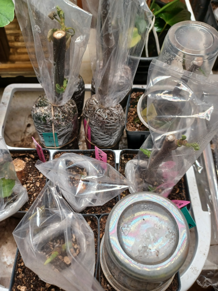 Fig Cuttings